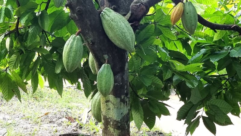 Cacao tree at Muoi Cuong Cacao Farm in Can Tho
